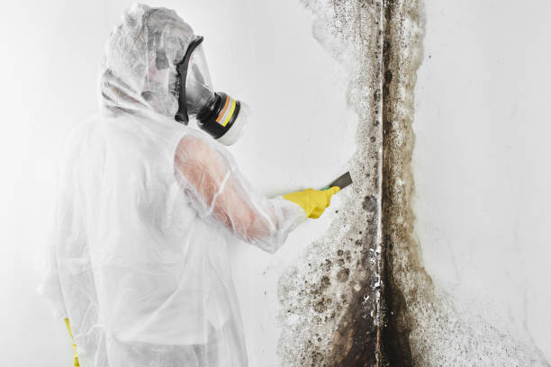 Best Mold Remediation Services  in Renton, WA