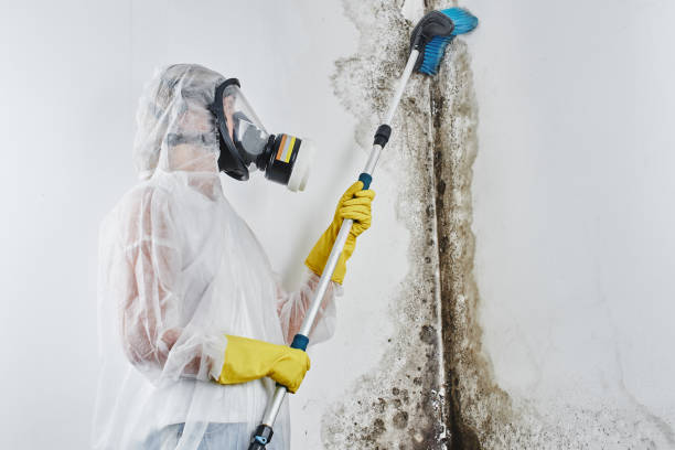 Best Professional Mold Removal  in Renton, WA