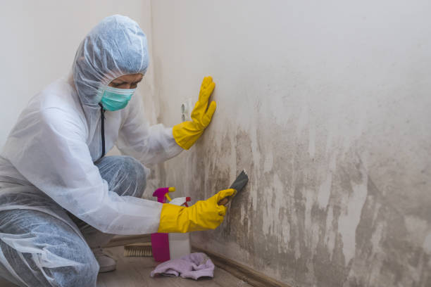 Best Mold Inspection  in Renton, WA