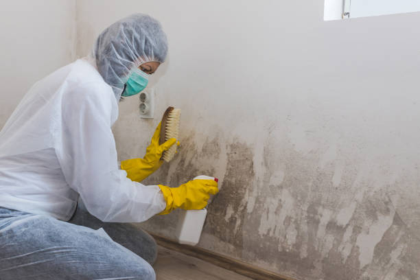 Best Best Mold Removal Companies  in Renton, WA