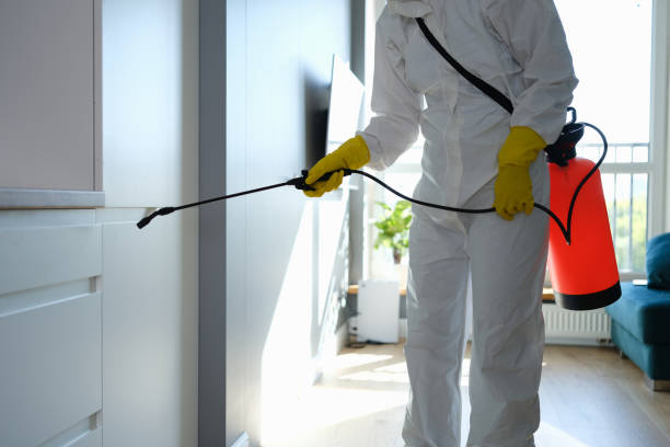 Best Home Mold Removal  in Renton, WA
