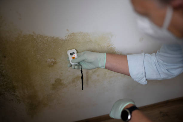 Reliable Renton, WA Mold Removal Solutions