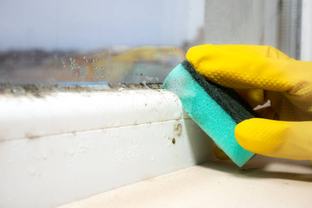 Best Mold Cleaning Services  in Renton, WA