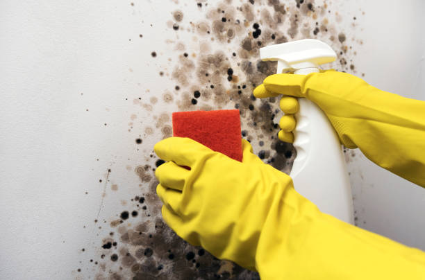 Mold Testing and Removal in Renton, WA