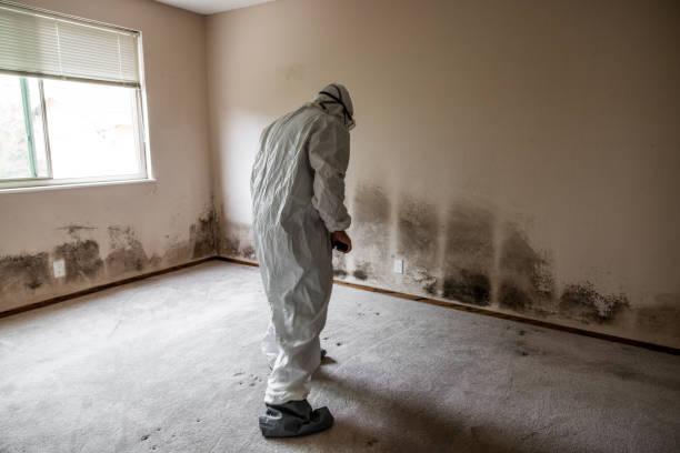 Best Black Mold Removal  in Renton, WA