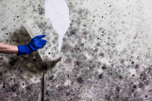 Best Office Mold Removal Services  in Renton, WA