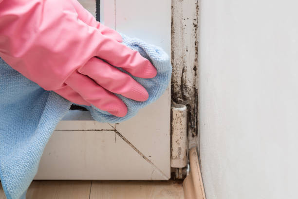 Best Mold Testing and Removal  in Renton, WA